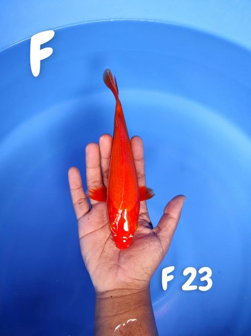 BENIGOITEMBUS PERUT 23cm