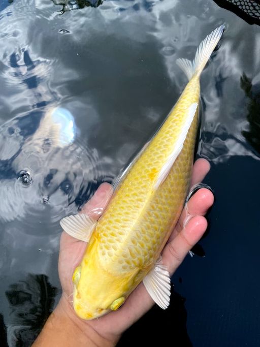 YAMABUKI OGON 28cm