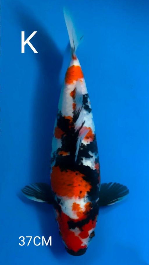 SHOWA SUPER ISTIMEWA 37cm