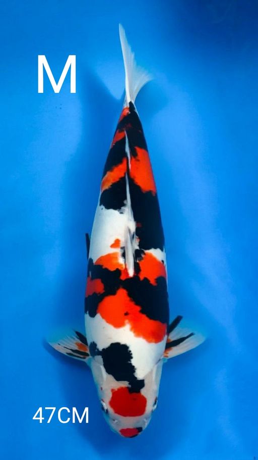 MARUTEN SHOWA DOIT CALON ISTIMEWA 47cm