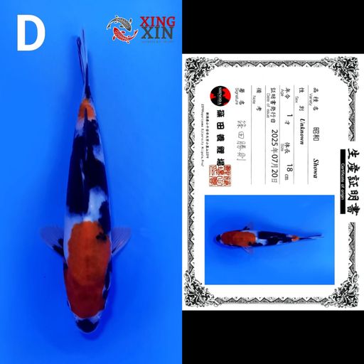 SHOWA SHINODA 18cm