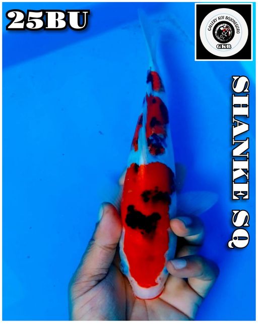 SHANKE SQ ISTIMEWA BAHAN KEPPING JOS POSISI IKAN DI BOJONEGORO 25BU 24cm