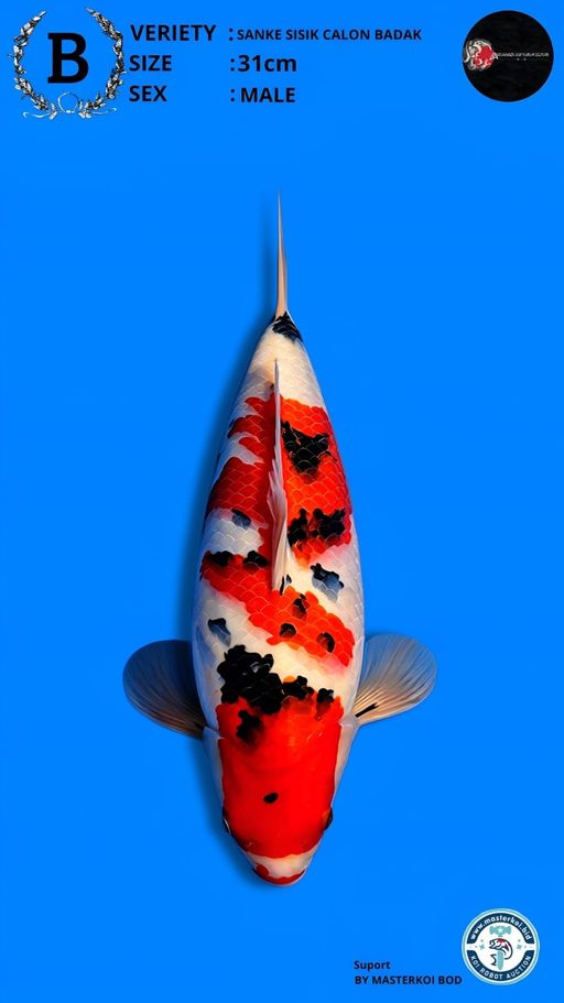 SANKE SISIK 31cm