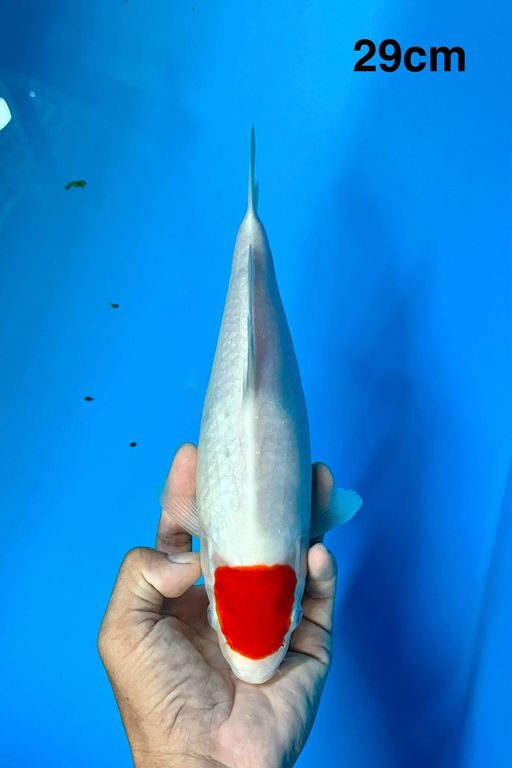 F1 KOHAKU SAKAI TANCHO KOHAKU 20cm