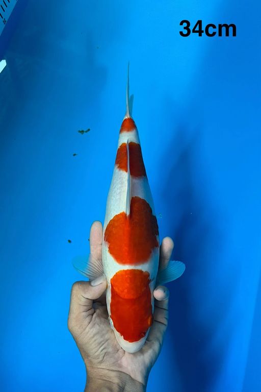 F1 KOHAKU SAKAI 31cm