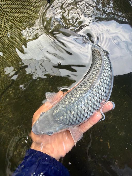 SORAGOI GINRIN 28cm