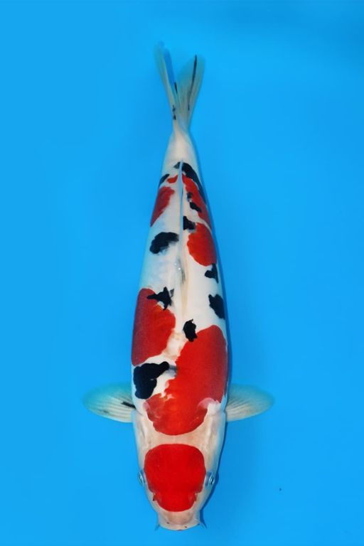 SANKE DOITSU HQ STRONG UNINFO 34cm