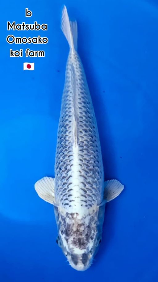 BOTAN MATSUBA OMOSAKO KOI FARM JEPANG INCLUDE SERTIFIKAT54cm