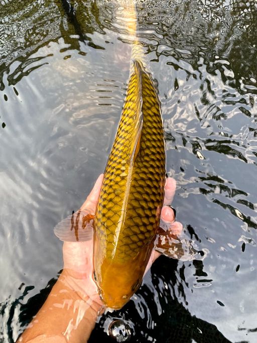 CAGOI 38cm