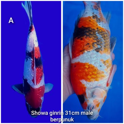 SHOWA GINRIN BERPUNUK 31cm