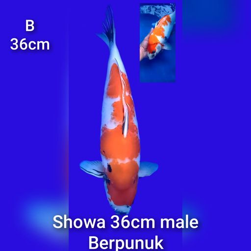 SHOWA BERPUNUK 36cm