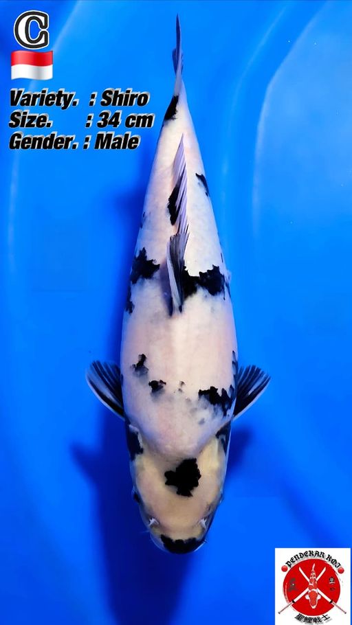 SHIRO TATEGOI BODYBULKY 34cm