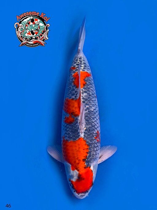 GOSIKI MASIH BELUM FINISH MALE 46cm