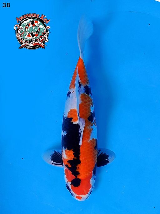 SHOWA TATEGOI ORIGINAL BAHAN MALE 38cm