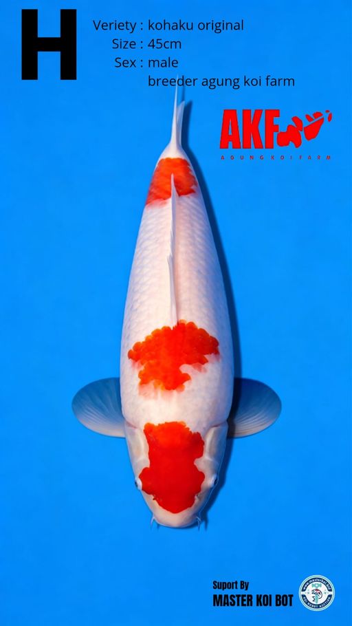 KOHAKU ORIGINAL 45cm
