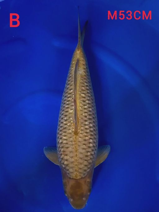 CAGOI GINDRIN EX PENGHOBY MALE 53cm