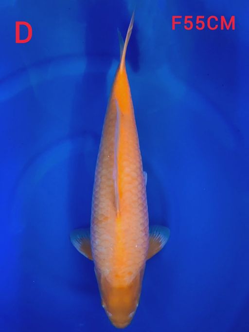 GOLDEN CORN EX PENGHOBY FIMALE 55cm