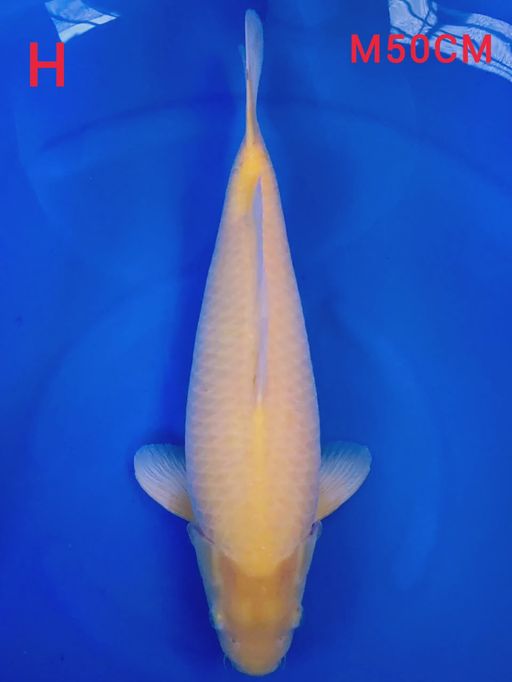 KARASI LEMON CREAMY EX PENGHOBY MALE 50cm