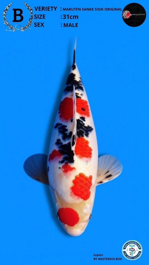 SANKE MARUTEN SISIK 31cm