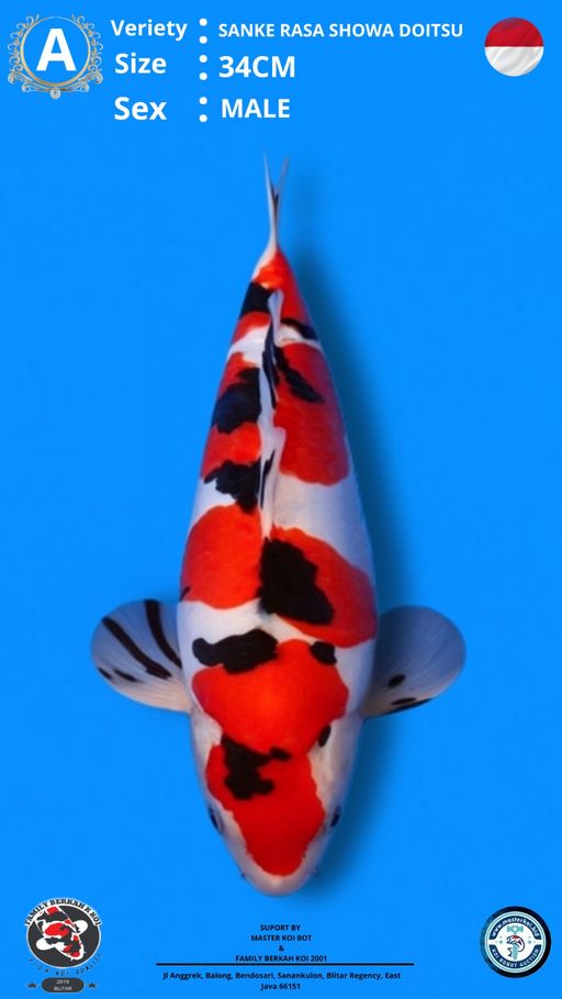 SANKE RASA SHOWA DOITSU MURNI 34cm
