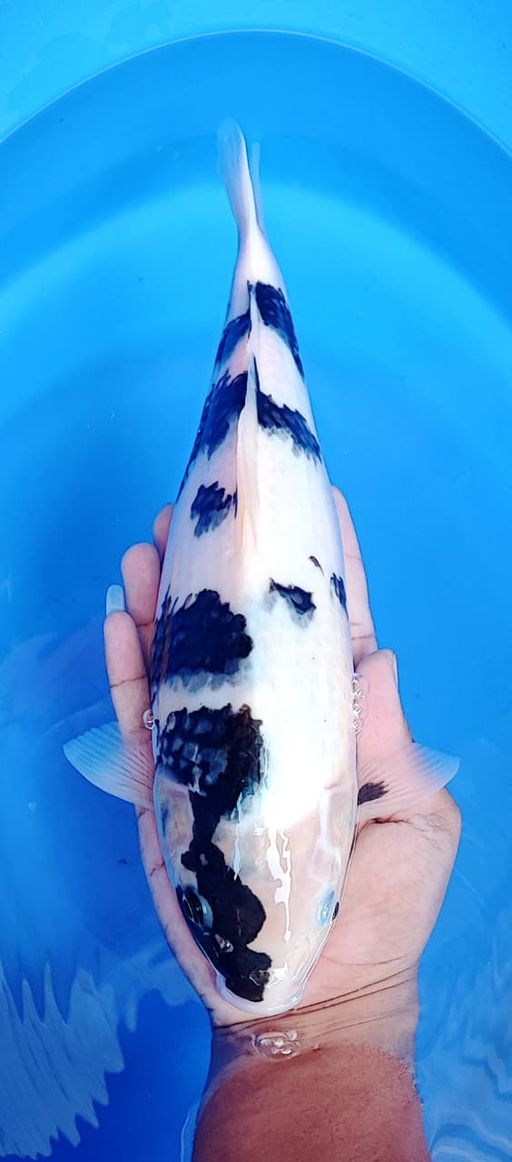 SHIRO UTSURI F1 OMOSAKO GOOD PATERN SUPER QUALITY 35cm