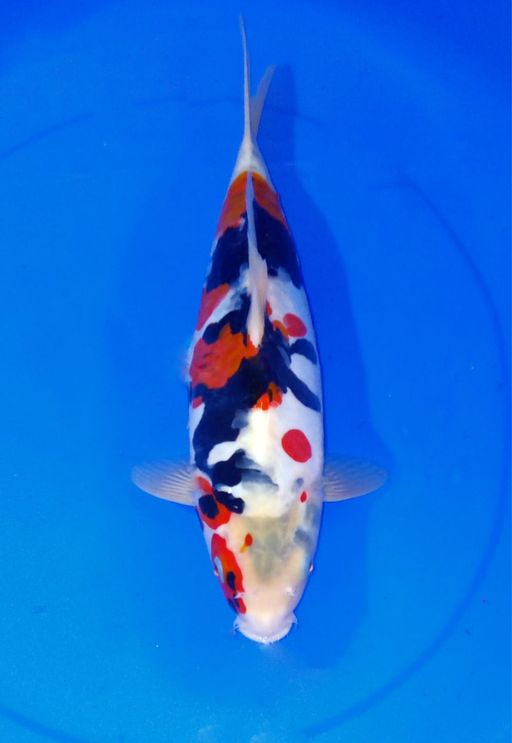 SHOWA DOITSU SQ BLODLINE SHINODA MALE 35cm