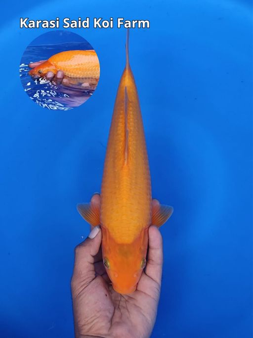 KARASI MUNUK BREEDER SAID KOI FARM 30cm