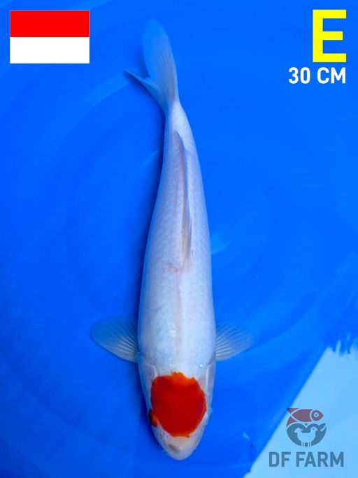 TANCHO KOHAKU AKF ORIGINAL 30cm