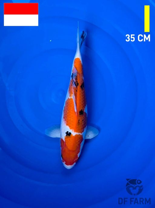 SANKE 35cm