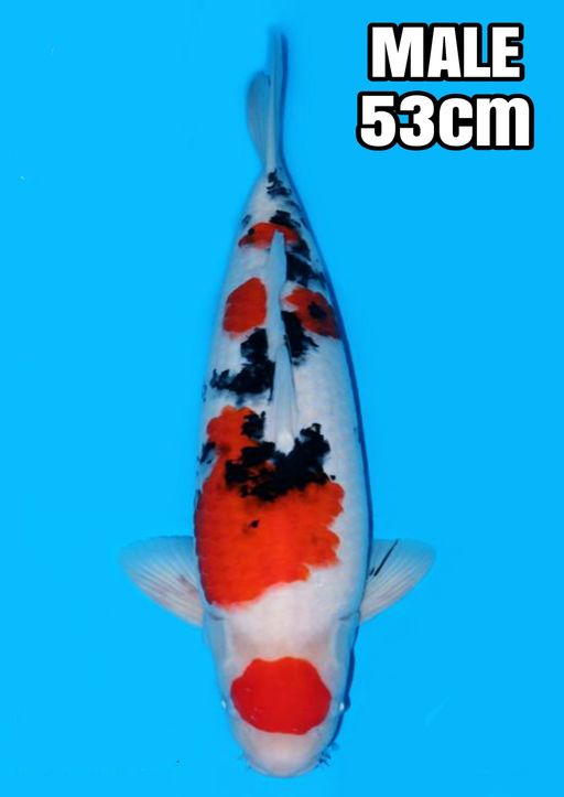 SANKE SUPER SQ 53cm