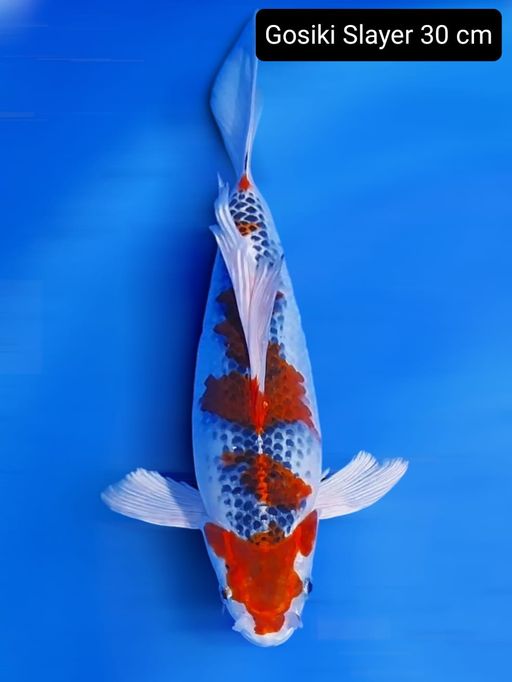 GOSIKI SLAYER 30cm