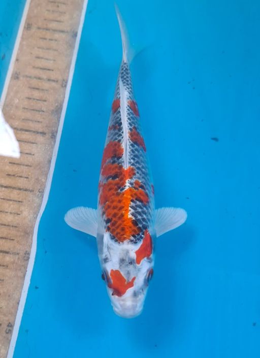 RED KUJAKU 25cm