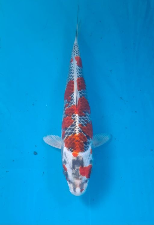 RED KUJAKU 23cm