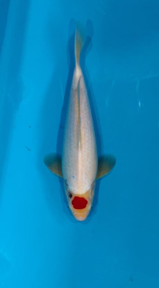 TANCO KOHAKU HQ 36cm