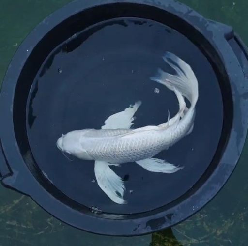 BUTTERFLAY PLATINUM IKAN PENJINAK KOLAM QUALITY SUPER ISTIMEWA 57cm