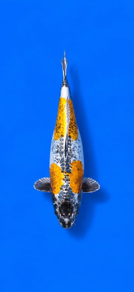 KIKO ANTIK 40cm