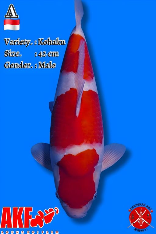 KOHAKU AKF SUPER QUALITY 42cm