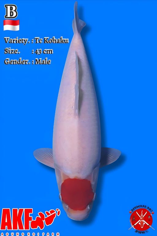 TANCO KOHAKU AKF 43cm