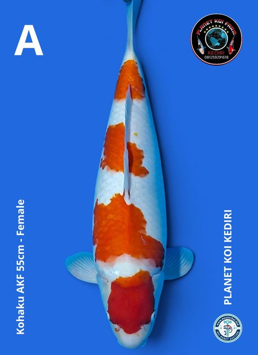 KOHAKU AKF 55cm