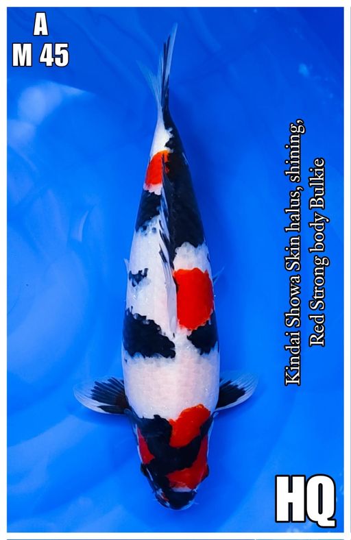 KINDAI SHOWA HQ SKIN HALUS MOTOGORO IMBANG 45cm