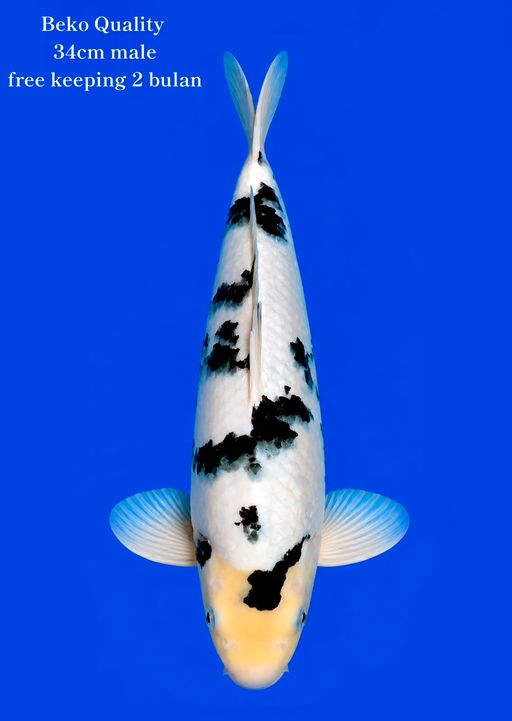 BEKKO READY SHOW FREE KIPING 2BULAN MALE 34cm