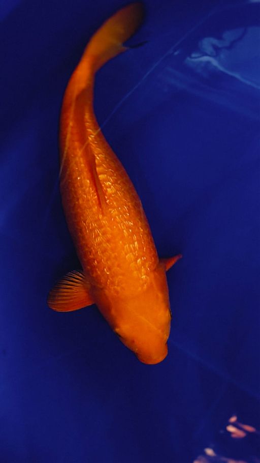 RED KARASI GINRIN 40cm