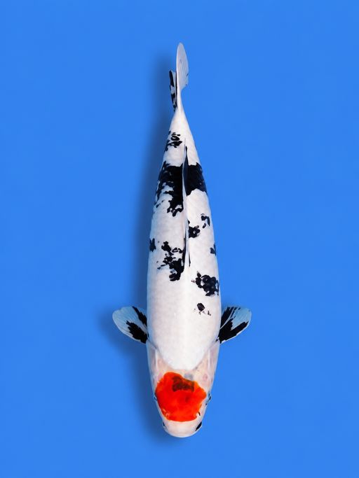 TANCHO SHOWA ORIGINAL HIGH QUALITYBUTUH PERBAIKAN GIZI 23cm