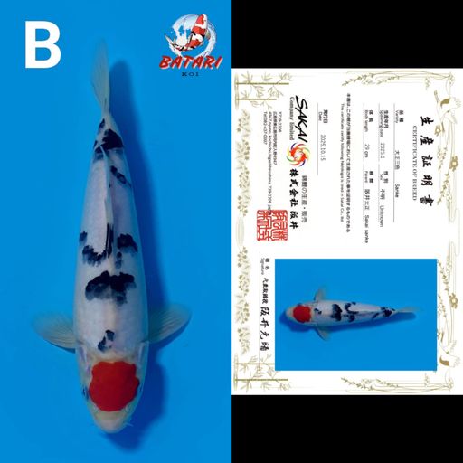SANKE SAKAI 29cm