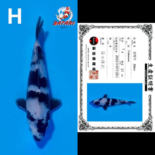 SHIRO SISIK 21cm
