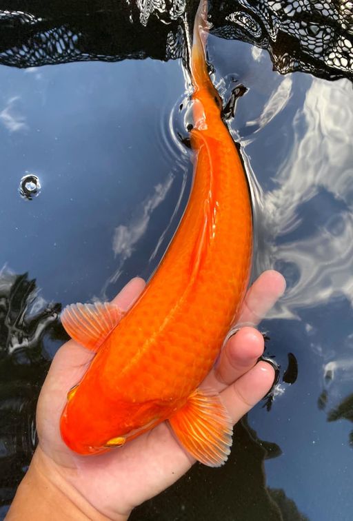 RED KARASI 29cm