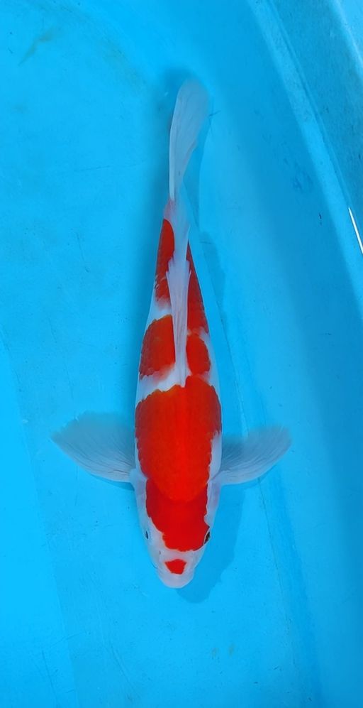 KOHAKU KUMPAY SUPER ISTIMEWA 35cm