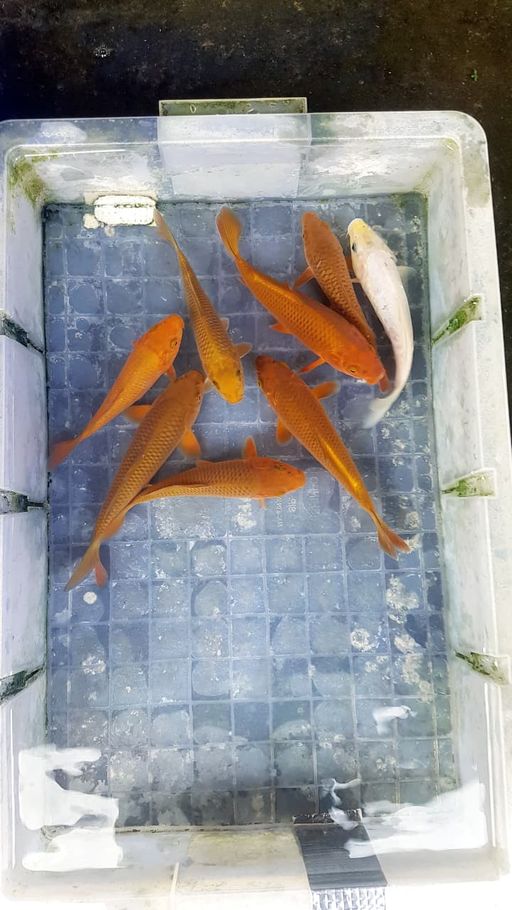 PAKET CHAGOI TEMBAGA VS KARASI MUJI ARAGOKE GRADE A BAHAN PUNUK JOSS 1519cm