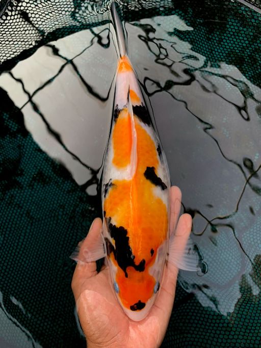SHOWA SHANSOKU 35cm
