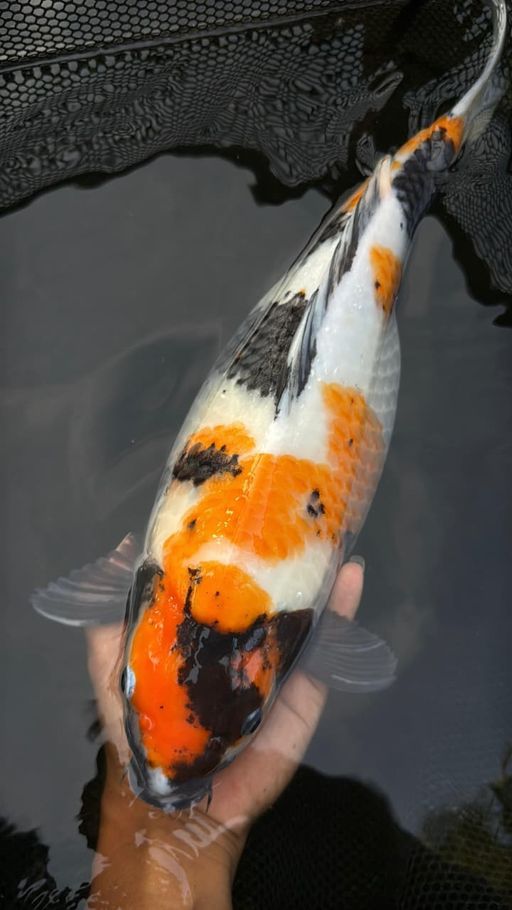 SHOWA 40cm